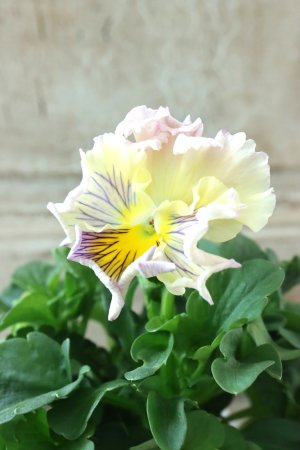 画像1: パンジー〜彩翠華・yuragi〜 No.37