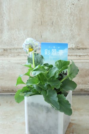 画像4: パンジー〜彩翠華・fuwari〜 No.39