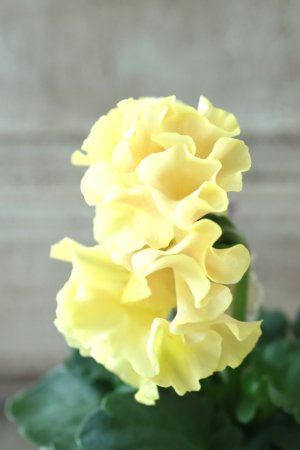 画像4: Robe de Antoinette〜ローブ・ドゥ・アントワネット〜 No.26