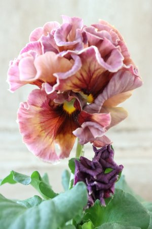 画像3: Robe de Antoinette〜ローブ・ドゥ・アントワネット〜 No.23