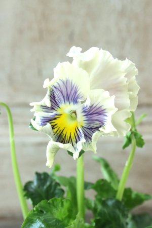 画像3: パンジー〜彩翠華・yuragi〜 No.36