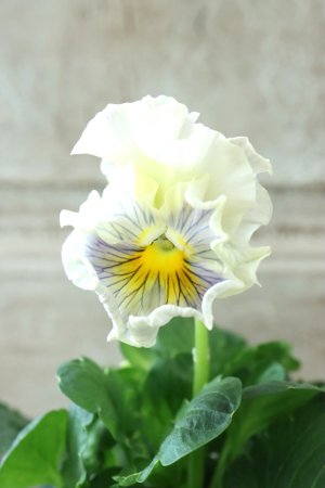 画像3: パンジー〜彩翠華・fuwari〜 No.34