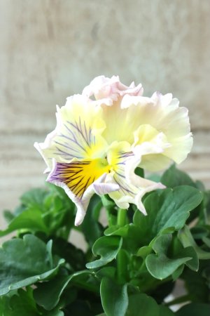 画像3: パンジー〜彩翠華・yuragi〜 No.37