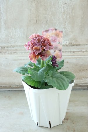 画像5: Robe de Antoinette〜ローブ・ドゥ・アントワネット〜 No.23