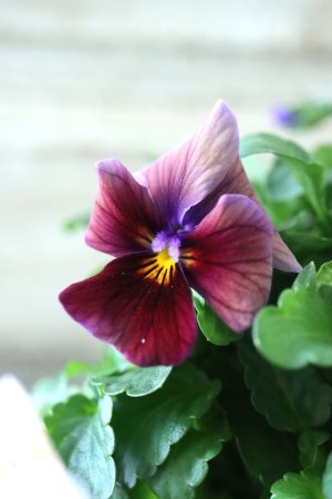 画像2: ゲブラさんの八ヶ岳ビオラ "ミステリアス アマゾネス" No.87