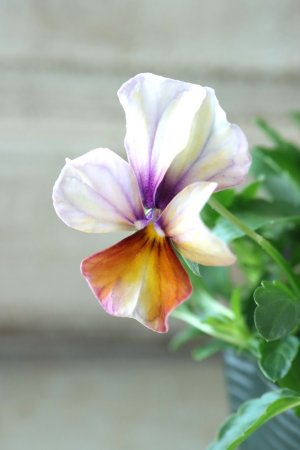 画像2: ゲブラさんの八ヶ岳ビオラ "ミステリアス アマゾネス" No.61