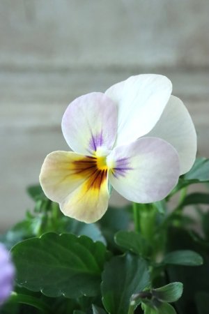 画像3: ゲブラさんの八ヶ岳ビオラ "ミステリアス アマゾネス" No.85