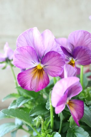 画像2: ゲブラさんの八ヶ岳ビオラ "ミステリアス アマゾネス" No.62