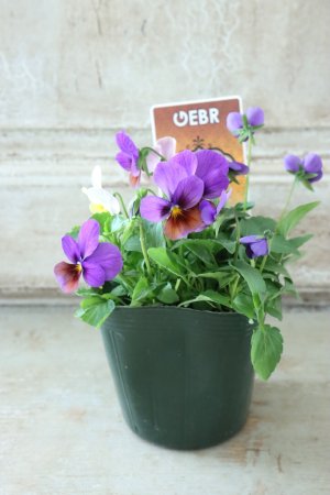 画像4: ゲブラさんの八ヶ岳ビオラ "ミステリアス アマゾネス" No.83