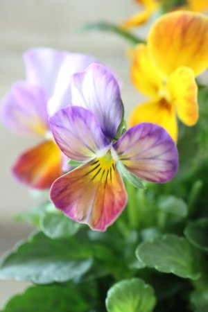 画像1: ゲブラさんの八ヶ岳ビオラ "ミステリアス アマゾネス" No.53