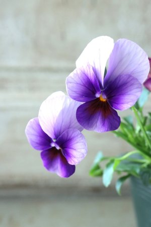 画像4: ゲブラさんの八ヶ岳ビオラ "ミステリアス アマゾネス" No.51