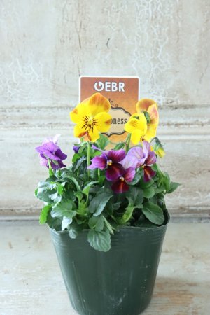 画像4: ゲブラさんの八ヶ岳ビオラ "ミステリアス アマゾネス" No.66