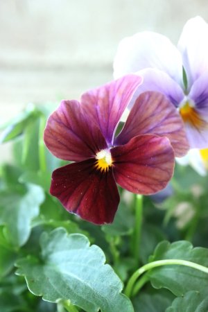 画像1: ゲブラさんの八ヶ岳ビオラ "ミステリアス アマゾネス" No.84