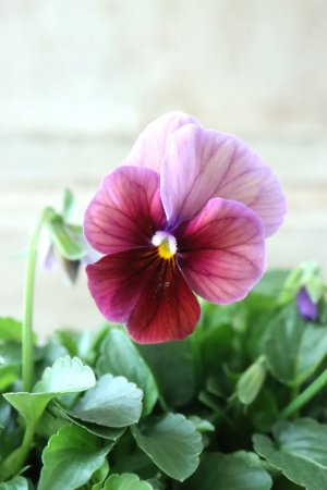 画像1: ゲブラさんの八ヶ岳ビオラ "ミステリアス アマゾネス" No.92