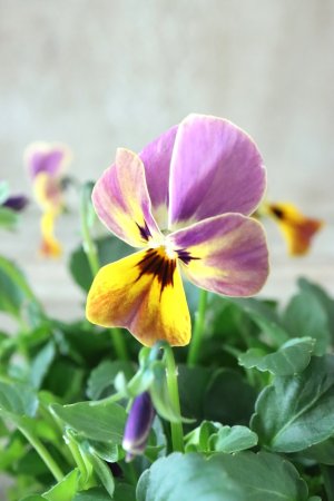 画像1: ゲブラさんの八ヶ岳ビオラ "ミステリアス アマゾネス" No.70