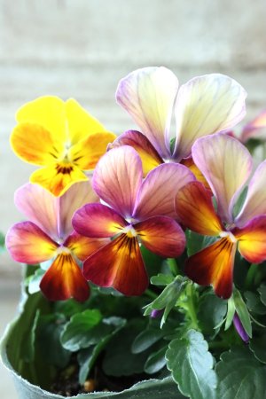 画像2: ゲブラさんの八ヶ岳ビオラ "ミステリアス アマゾネス" No.93