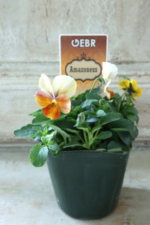 画像4: ゲブラさんの八ヶ岳ビオラ "ミステリアス アマゾネス" No.88