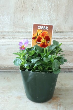 画像4: ゲブラさんの八ヶ岳ビオラ "ミステリアス アマゾネス" No.80