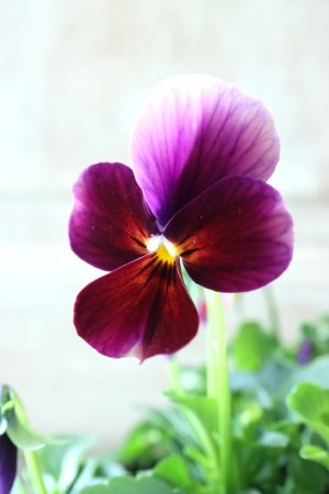 画像2: ゲブラさんの八ヶ岳ビオラ "ミステリアス アマゾネス" No.65