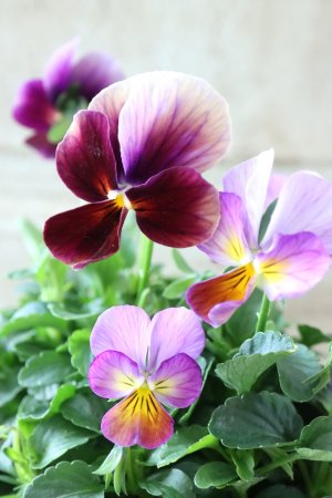 画像1: ゲブラさんの八ヶ岳ビオラ "ミステリアス アマゾネス" No.65