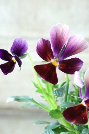 画像1: ゲブラさんの八ヶ岳ビオラ "ミステリアス アマゾネス" No.59