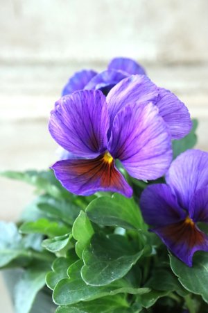 画像3: ゲブラさんの八ヶ岳ビオラ "ミステリアス アマゾネス" No.78