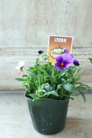 画像4: ゲブラさんの八ヶ岳ビオラ "ミステリアス アマゾネス" No.61