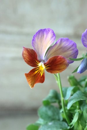 画像1: ゲブラさんの八ヶ岳ビオラ "ミステリアス アマゾネス" No.90