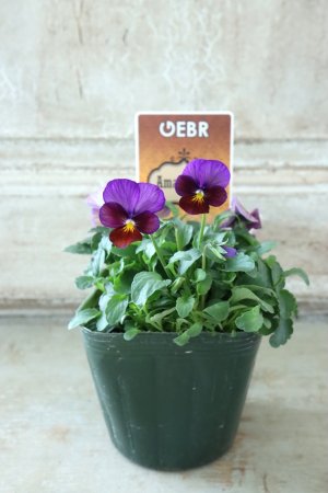 画像4: ゲブラさんの八ヶ岳ビオラ "ミステリアス アマゾネス" No.87