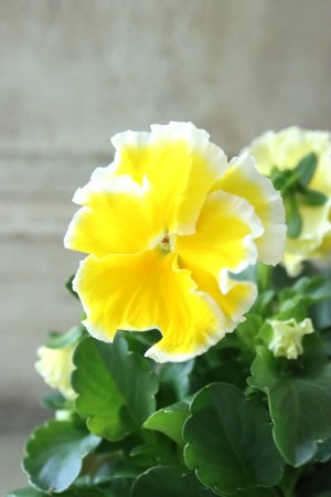 画像12: ビオラ~Egg Tart・エッグタルト~