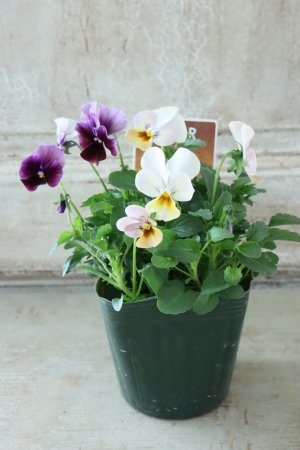 画像4: ゲブラさんの八ヶ岳ビオラ "ミステリアス アマゾネス" No.85