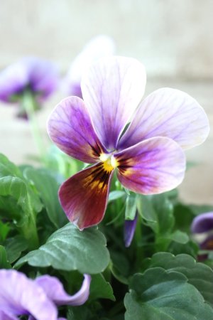 画像2: ゲブラさんの八ヶ岳ビオラ "ミステリアス アマゾネス" No.82