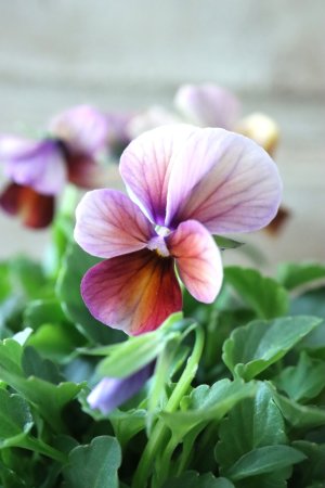 画像1: ゲブラさんの八ヶ岳ビオラ "ミステリアス アマゾネス" No.60