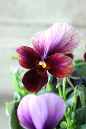 画像2: ゲブラさんの八ヶ岳ビオラ "ミステリアス アマゾネス" No.56