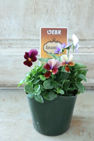 画像4: ゲブラさんの八ヶ岳ビオラ "ミステリアス アマゾネス" No.81