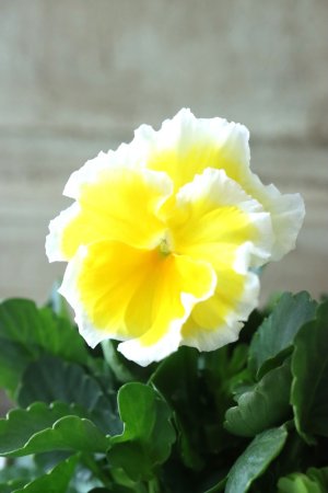 画像8: ビオラ~Egg Tart・エッグタルト~