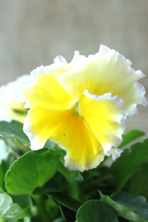 画像6: ビオラ~Egg Tart・エッグタルト~