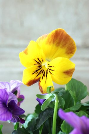 画像3: ゲブラさんの八ヶ岳ビオラ "ミステリアス アマゾネス" No.66