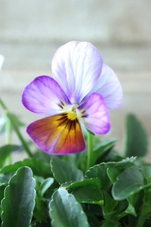 画像1: ゲブラさんの八ヶ岳ビオラ "ミステリアス アマゾネス" No.68