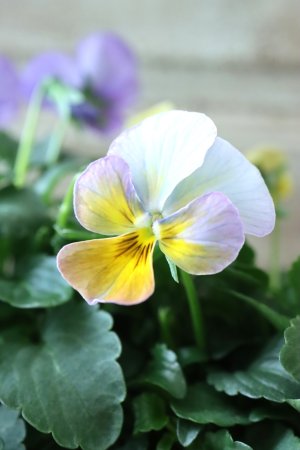 画像2: ゲブラさんの八ヶ岳ビオラ "ミステリアス アマゾネス" No.64