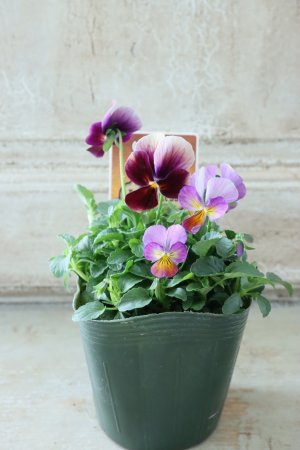 画像4: ゲブラさんの八ヶ岳ビオラ "ミステリアス アマゾネス" No.65