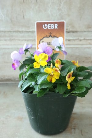 画像4: ゲブラさんの八ヶ岳ビオラ "ミステリアス アマゾネス" No.76