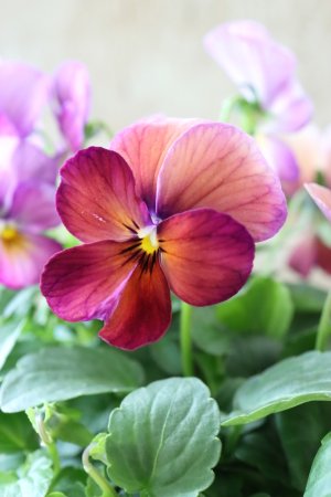 画像3: ゲブラさんの八ヶ岳ビオラ "ミステリアス アマゾネス" No.62