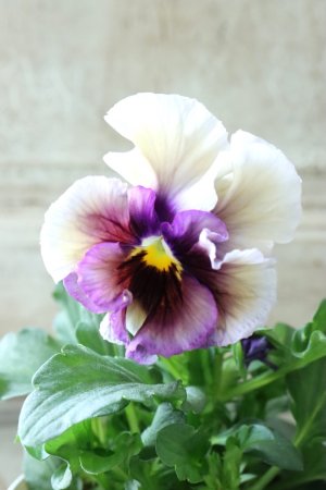 画像4: パンジー "clair de lune~クレール ドゥ リュンヌ~"