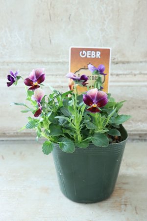 画像5: ゲブラさんの八ヶ岳ビオラ "ミステリアス アマゾネス" No.59