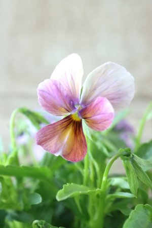 画像2: ゲブラさんの八ヶ岳ビオラ "ミステリアス アマゾネス" No.79