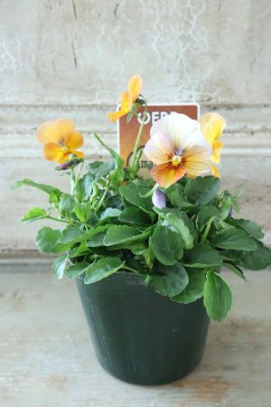 画像4: ゲブラさんの八ヶ岳ビオラ "ミステリアス アマゾネス" No.72