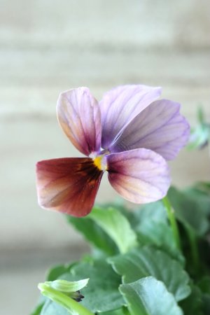 画像1: ゲブラさんの八ヶ岳ビオラ "ミステリアス アマゾネス" No.94