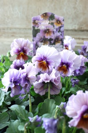 画像4: ビオラ "Nouvelle Vague Aquarelle~ヌーヴェルヴァーグ アクアレール~"