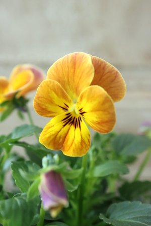 画像3: ゲブラさんの八ヶ岳ビオラ "ミステリアス アマゾネス" No.53